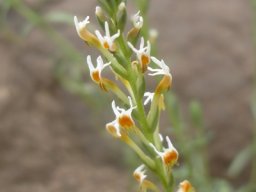 Hebenstretia dura flower spike